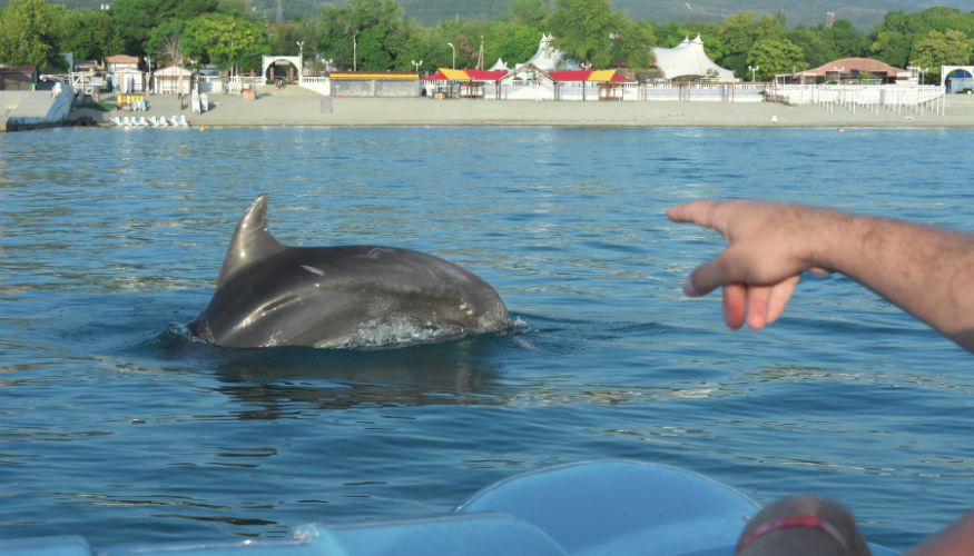 person pointing at a dolphin