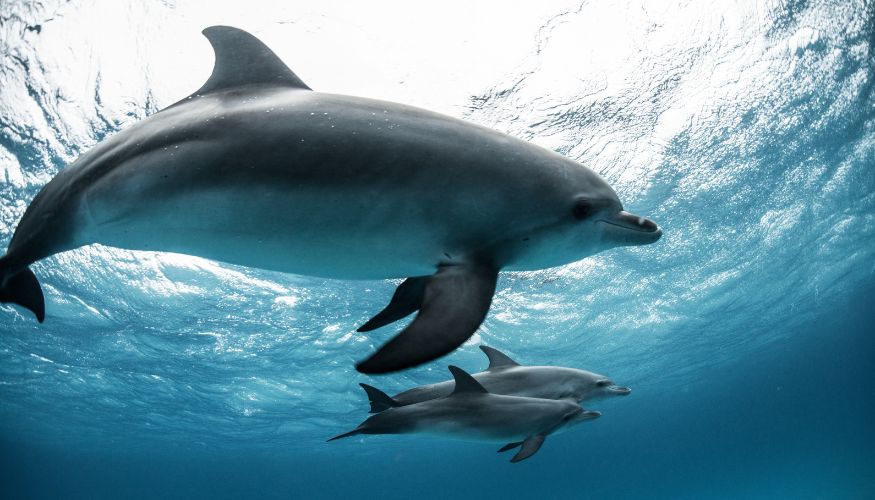 three dolphins swimming in the ocean